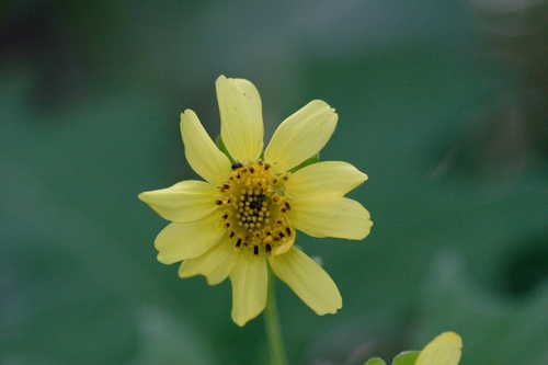 Smallanthus uvedalia #19